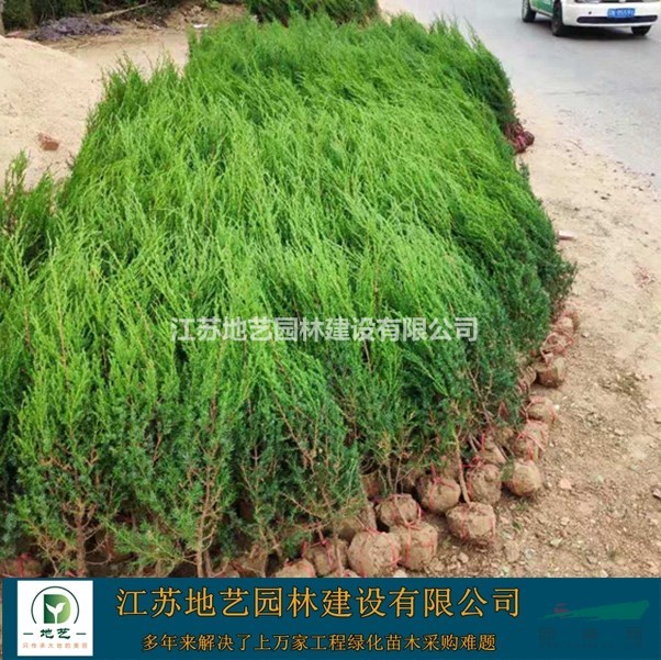 探访北京桧柏基地 地艺苗圃直销，绿化苗木中的常青风景