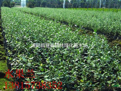 沭阳县亚春园林绿化苗木场 绿色之选，品质传承