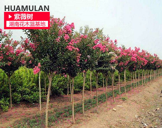 深圳苗圃基地 41公分圣生梅杨梅，庭院绿化的理想之选